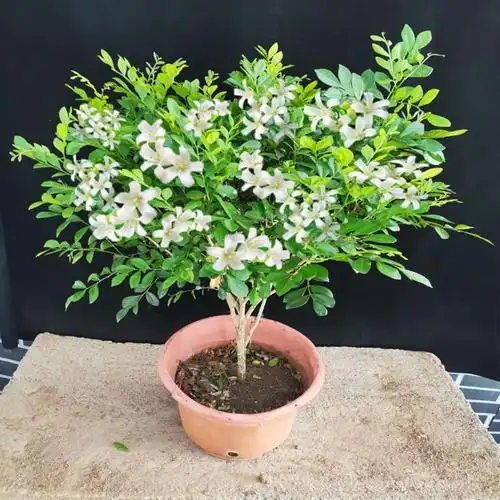 回固盆栽四季九里香花树苗老桩七里香苗易养观赏开花浓香室内阳台庭院