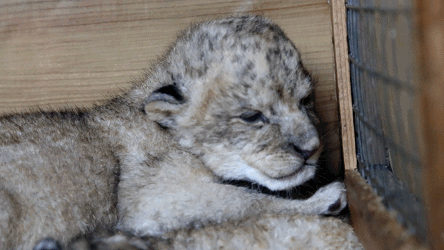快来看刚出生12天的小狮子个个都是包子脸