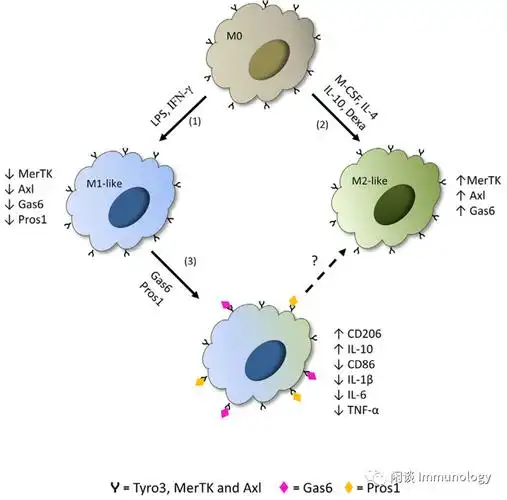 tam与巨噬细胞极化(pharmacology & therapeutics 227 (2021)