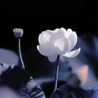 荷花头像/抖音/气质女孩专属_微信头像_我要个性网