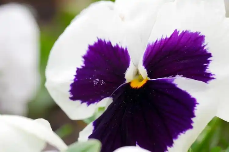 白紫色相生相克-特写, 宏