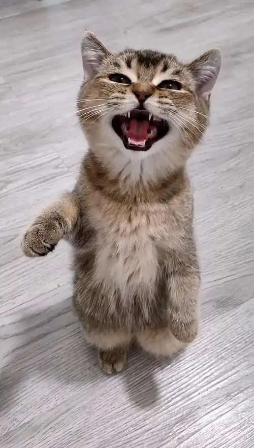 家有萌宠#给你们听听猛兽嘶吼的声音