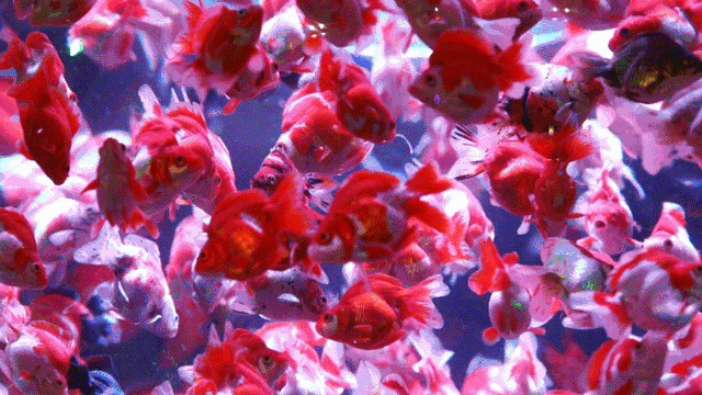 原创观赏鱼真的很美