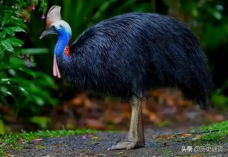 澳大利亚动物合集 澳大利亚特有的动物有哪些