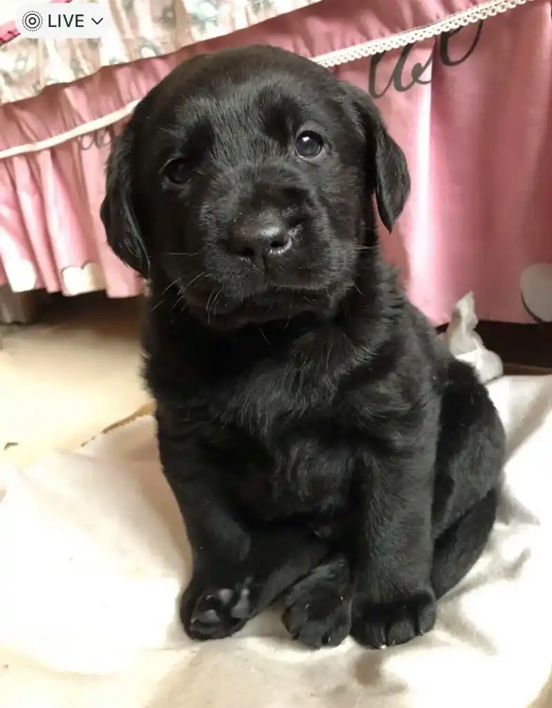 黑色拉布拉多幼犬找新家了.