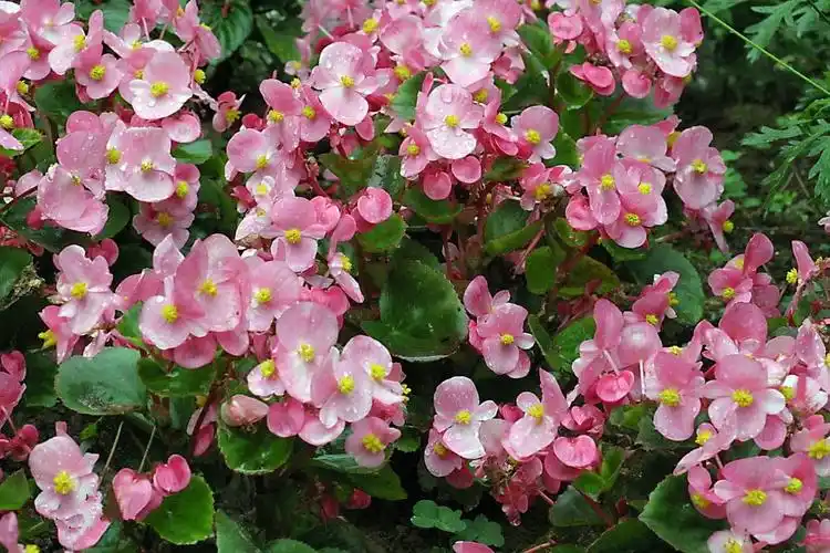 盆花| 四季海棠度夏秘诀