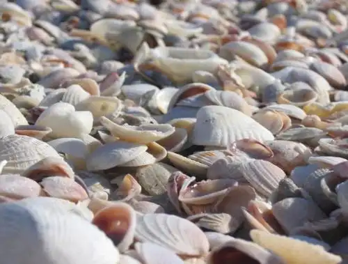 旅游:带你走进海滩上贝壳最多的地方!网友:天哪,这么多!