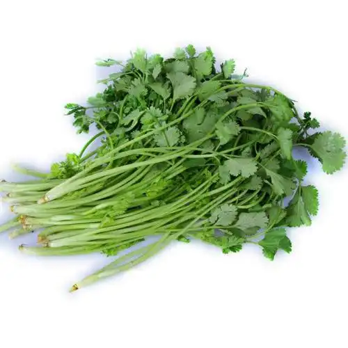 香菜1份(约50g)高清大图|实物图