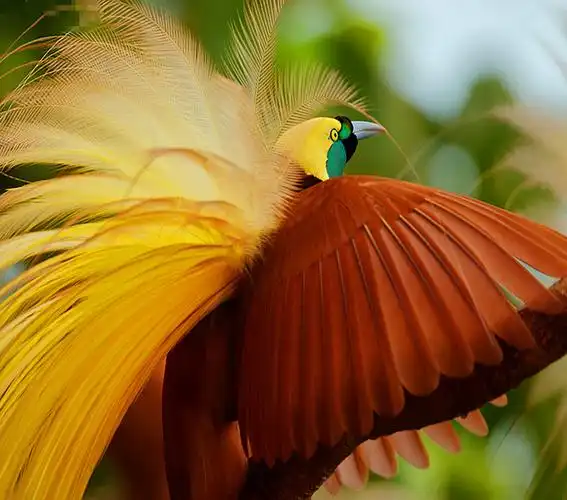 篇文章"天堂鸟",他是第一名在天堂鸟栖息地拍摄过所有天堂鸟的摄影家