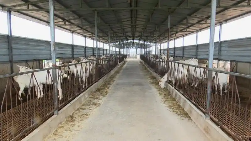 华州区赤水镇鑫盛奶山羊合作社基地里一排排标准化的羊舍排列整齐