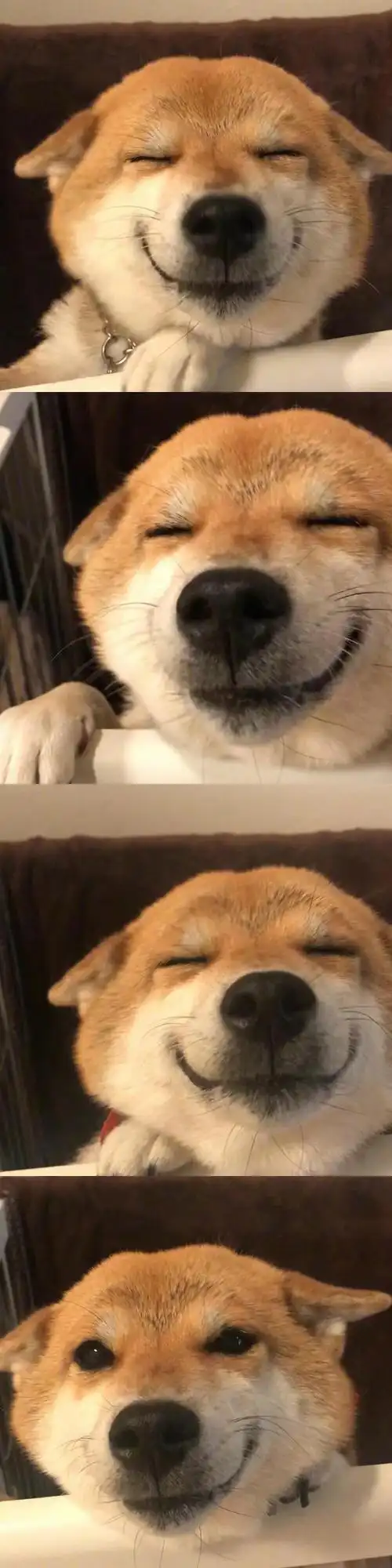 柴犬の微笑 超治愈79797979