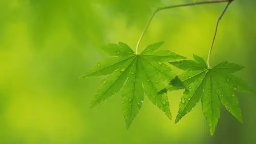 绿色护眼小清新嫩叶微距摄影高清宽屏桌面壁纸高清大图预览1920x1080_