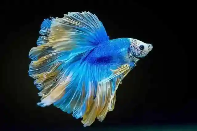 十种最漂亮的海水鱼名字(世界上最美的鱼的名字) - 芙蓉号