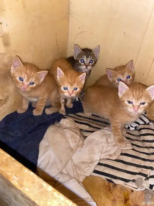 英短跟橘猫的混血宝宝