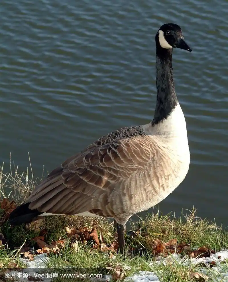 加拿大黑雁,自然,垂直画幅,野生动物,无人