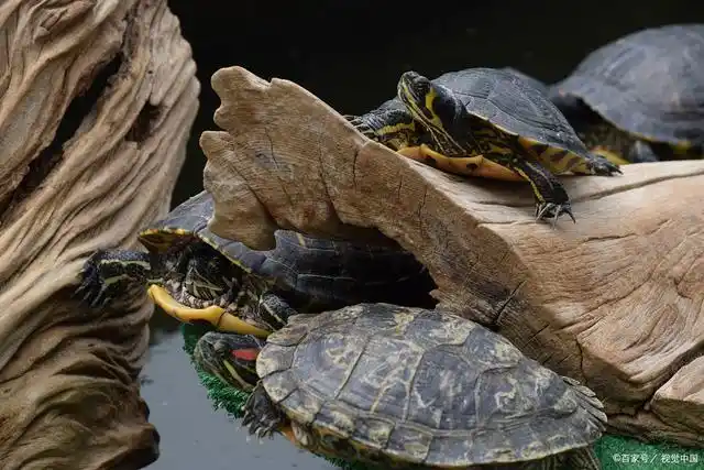 3—5厘米小型巴西龟,即称为环境龟,是世界上最小型的环境龟之一.