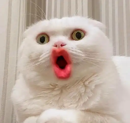 给猫猫加了嘴巴特效后是什么体验样子属实搞笑哈哈