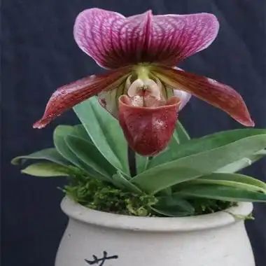 超靓稀有兜兰～红肉饼带花苞