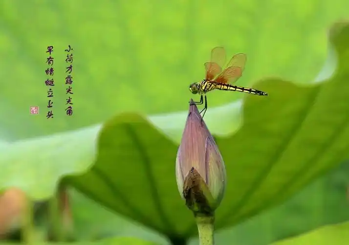 小荷才露尖尖角,早有蜻蜓立上头