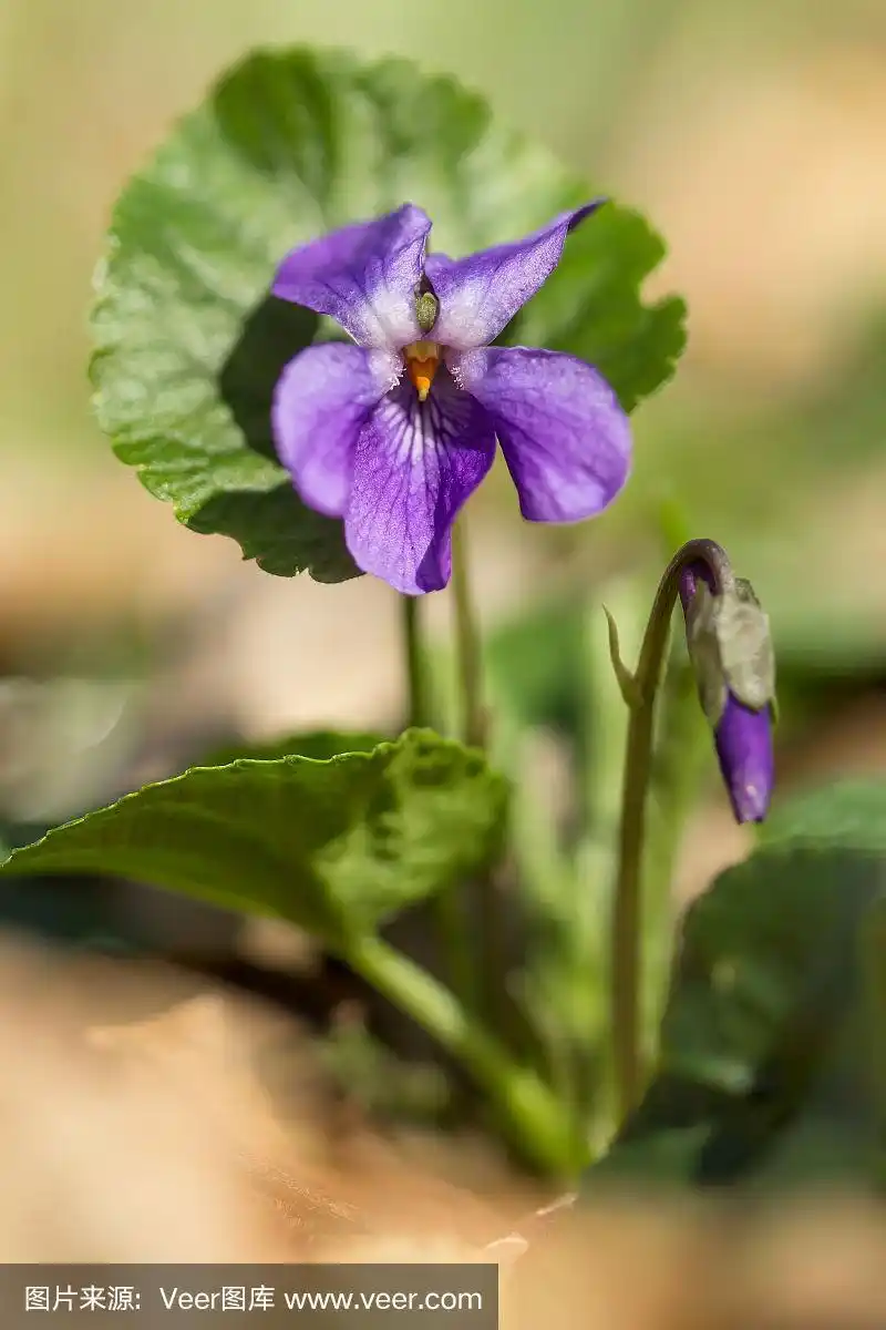 木紫罗兰(viola odorata)或甜紫罗兰,英国紫罗兰,原产于欧洲的普通或