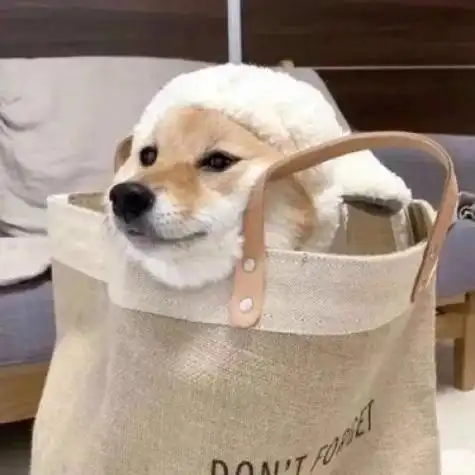 很好看的宠物很精致可爱小狗头像 2022很有个性的时尚的宠物头像_动物