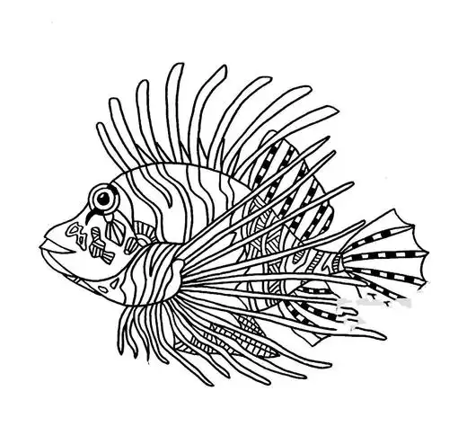 师院附小美术课堂(十六)线描狮子鱼