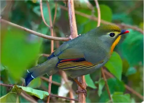 那些花名与鸟名重叠的美好