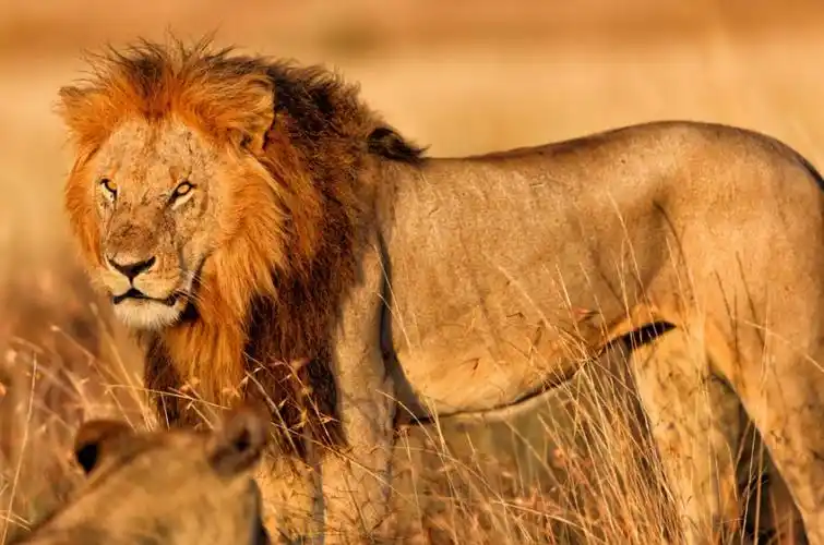 狮子的领地狮群会尽量避免与其它狮群遭遇.