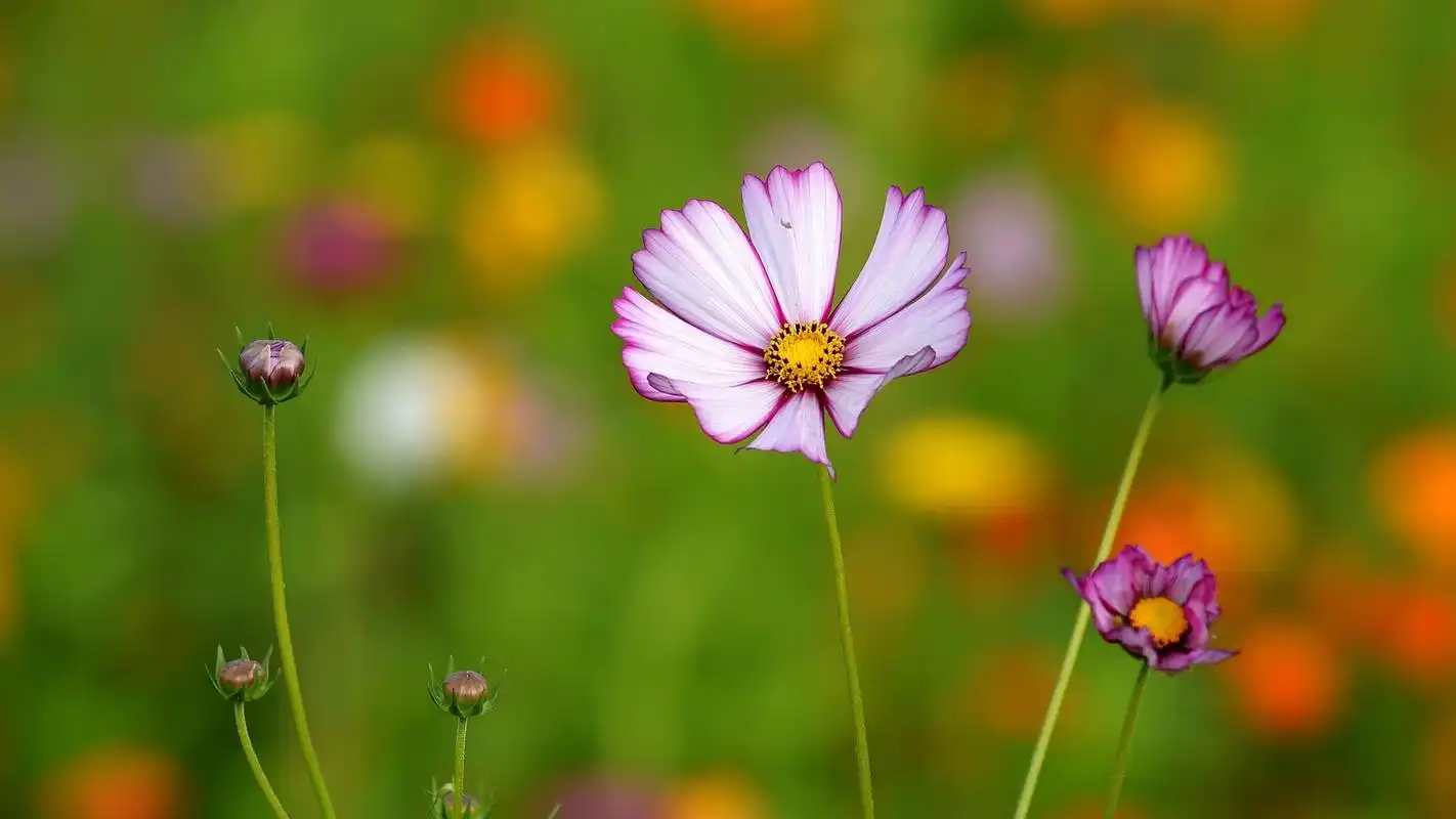 小清新波斯菊桌面壁纸第一辑