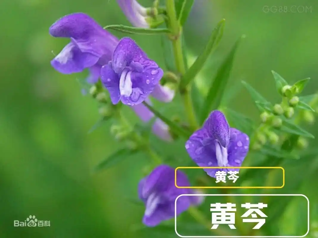 功效:清热燥湿,泻火攻毒,凉血止血,安胎.