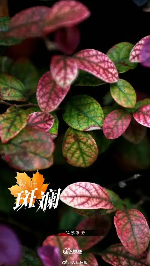 秋叶壁纸上新##一组秋叶壁纸感受秋意浓