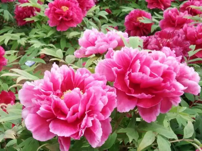 洛阳牡丹世界最美,百花丛中最鲜艳.牛兰华作一个美篇送给大家,供快乐