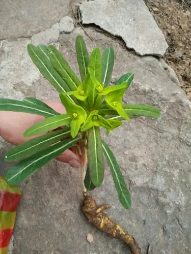 请问这种长在高海拔山上的药材叫什么名字,只有山顶长,半山腰以下都不