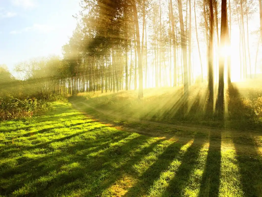 首页 自然和风景 夏天 在夏季森林的阳光,明亮的光线 壁纸 在夏季森林