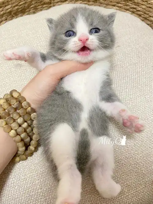 胖乎乎英短蓝白英短小奶猫