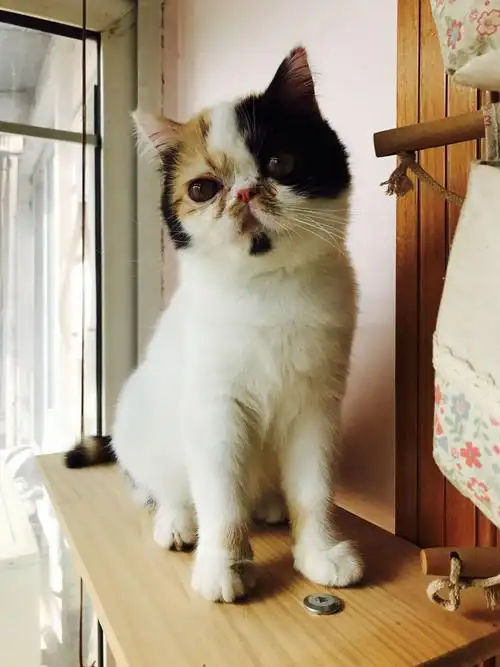 请问这个三花是加菲么?值多少钱?