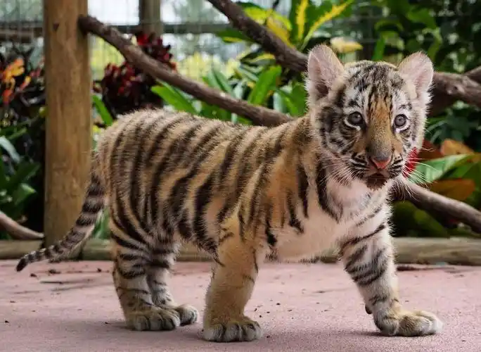 吸到昏迷!小老虎就是最可爱的!