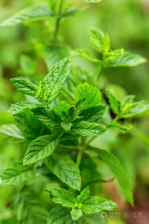 薄荷叶.薄荷在绿色背景上的薄荷.特写的新鲜薄荷叶纹理或抽象.薄荷糖.