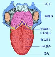 舌乳头