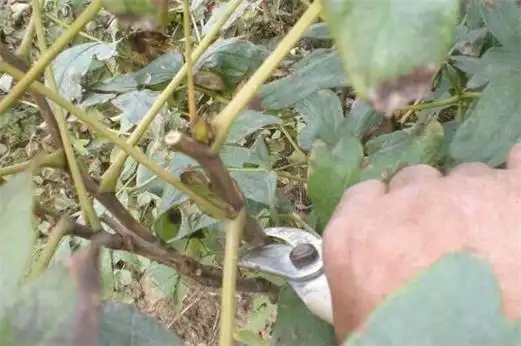 只需要将牡丹花的种子进行收集,之后种子在水中最好浸泡2～4小时,将其