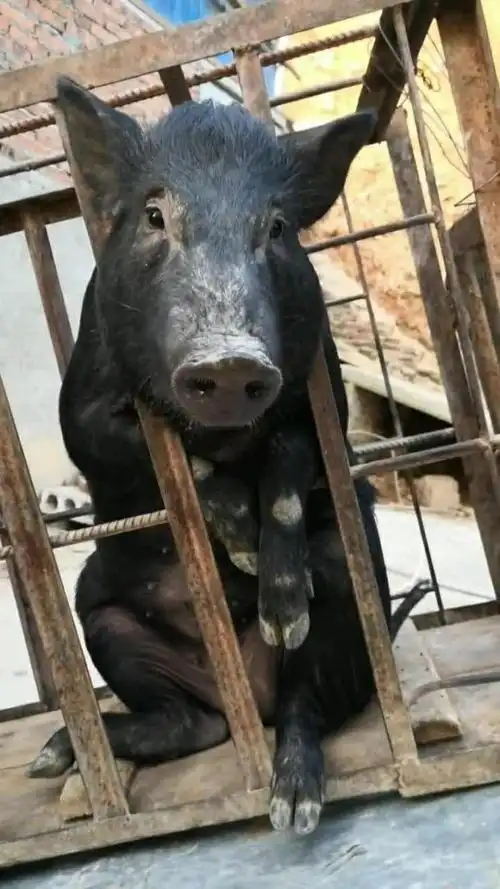 这一头笨猪太搞笑了,把头伸出来缩不回去了