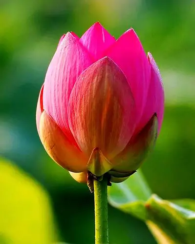 2019·"花开见佛性"