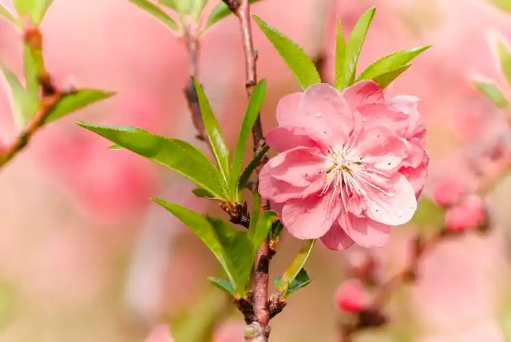 桃花,春天桃花壁纸图片