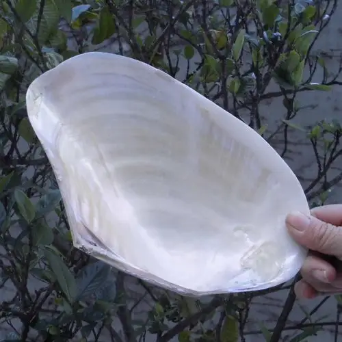 天然海螺贝壳 地中海家居创意收藏摆件 超大光泽双面珍珠贝蚌壳