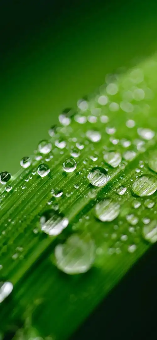 背景 壁纸 绿色 绿叶 树叶 植物 桌面 640_1386 竖版 竖屏 手机