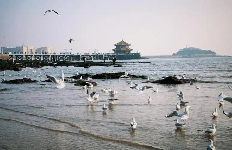 青岛海边限定冬日浪漫76