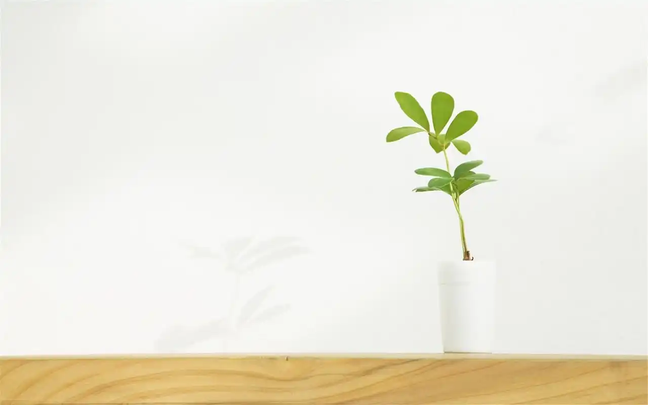 淡雅小清新桌面高清壁纸