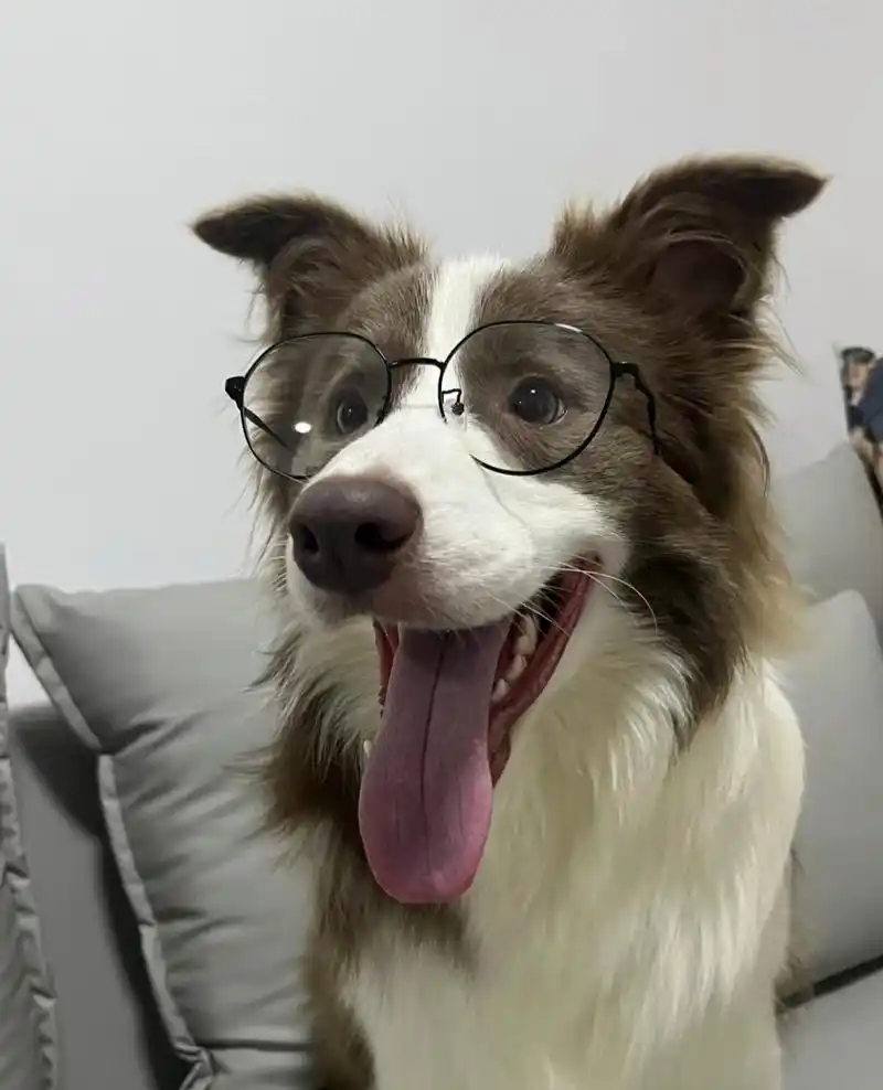 见过戴眼镜最帅的狗狗98