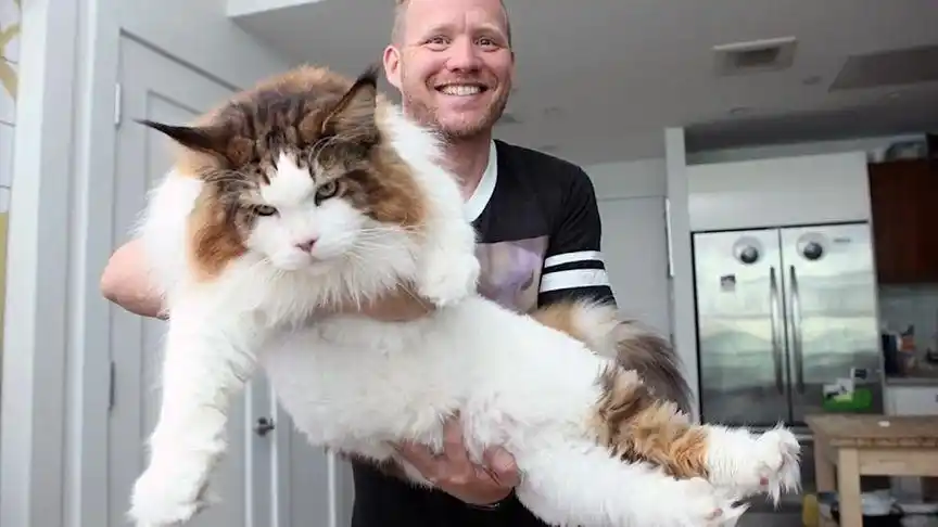 巨型猫咪,要是我有这么大的一只猫多好