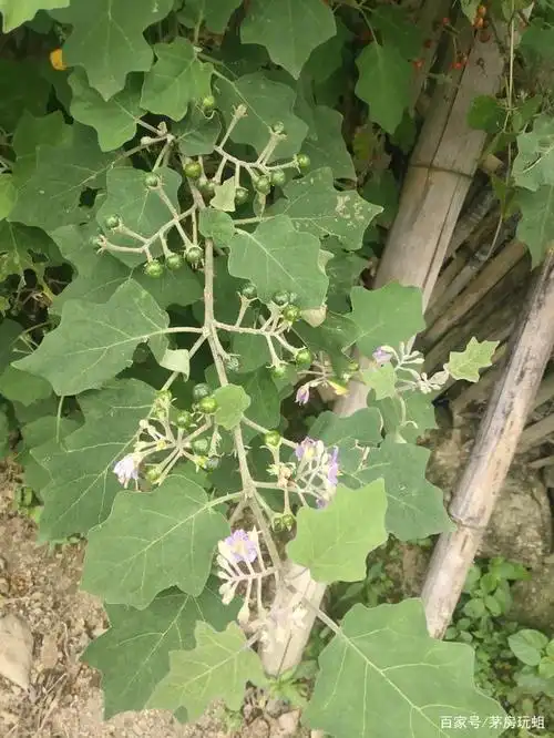 云南野生水茄!吃过的有多少